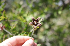 Araujia megapotamica