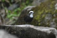 Cinclus leucocephalus