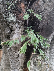 Cotoneaster salicifolius