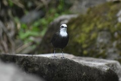 Cinclus leucocephalus