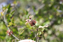 Araujia megapotamica