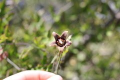 Araujia megapotamica