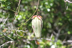 Araujia megapotamica