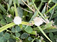 Cyperus mindorensis