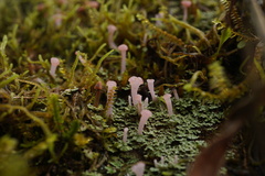 Dibaeis baeomyces