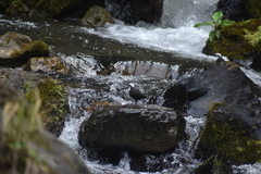 Cinclus leucocephalus