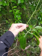 Neoalsomitra clavigera