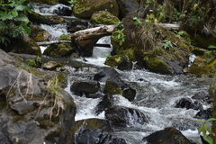 Cinclus leucocephalus