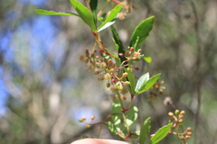 Cissus palmata