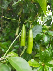 Neoalsomitra clavigera