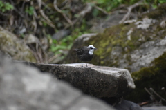 Cinclus leucocephalus