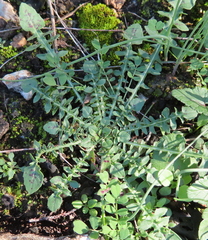 Centaurea melitensis
