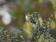 Selasphorus platycercus