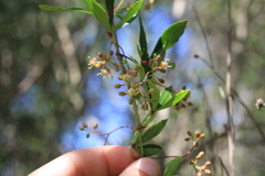 Cissus palmata