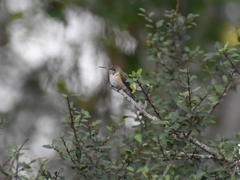 Selasphorus platycercus