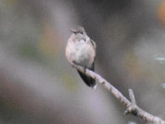 Selasphorus platycercus