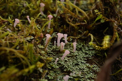 Dibaeis baeomyces