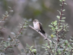 Selasphorus platycercus