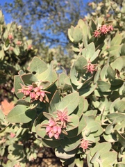 Arctostaphylos auriculata