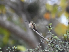 Selasphorus platycercus