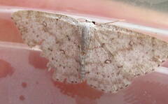 Cyclophora pendulinaria
