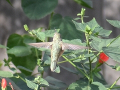 Selasphorus platycercus