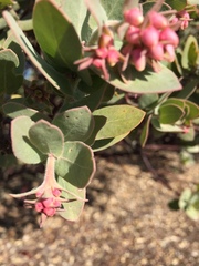 Arctostaphylos auriculata