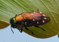 Diphucrania albosparsa