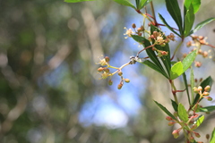 Cissus palmata