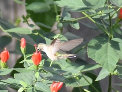 Selasphorus platycercus