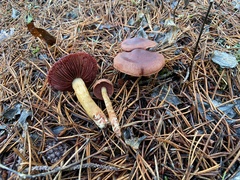 Cortinarius ominosus