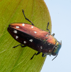Diphucrania albosparsa