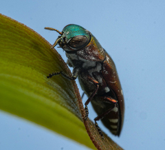 Diphucrania albosparsa