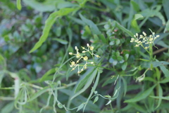 Cissus palmata
