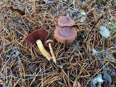 Cortinarius ominosus