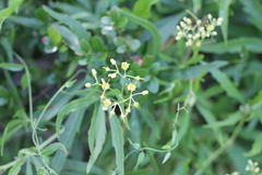 Cissus palmata