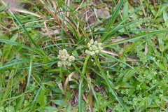 Cyperus luzulae