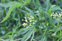 Cissus palmata