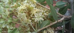 Lagerstroemia indica
