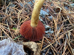 Cortinarius ominosus