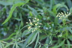 Cissus palmata