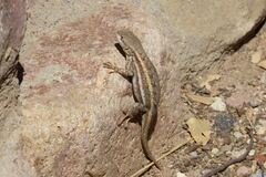 Sceloporus virgatus
