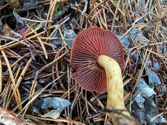 Cortinarius ominosus