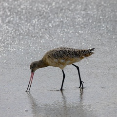 Limosa fedoa