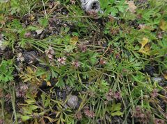 Xanthosia dissecta