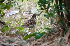 Zoothera aurea