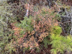 Vaccinium elliottii