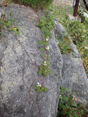 Rubus ursinus