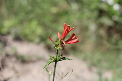 Dicliptera squarrosa