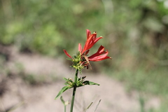 Dicliptera squarrosa